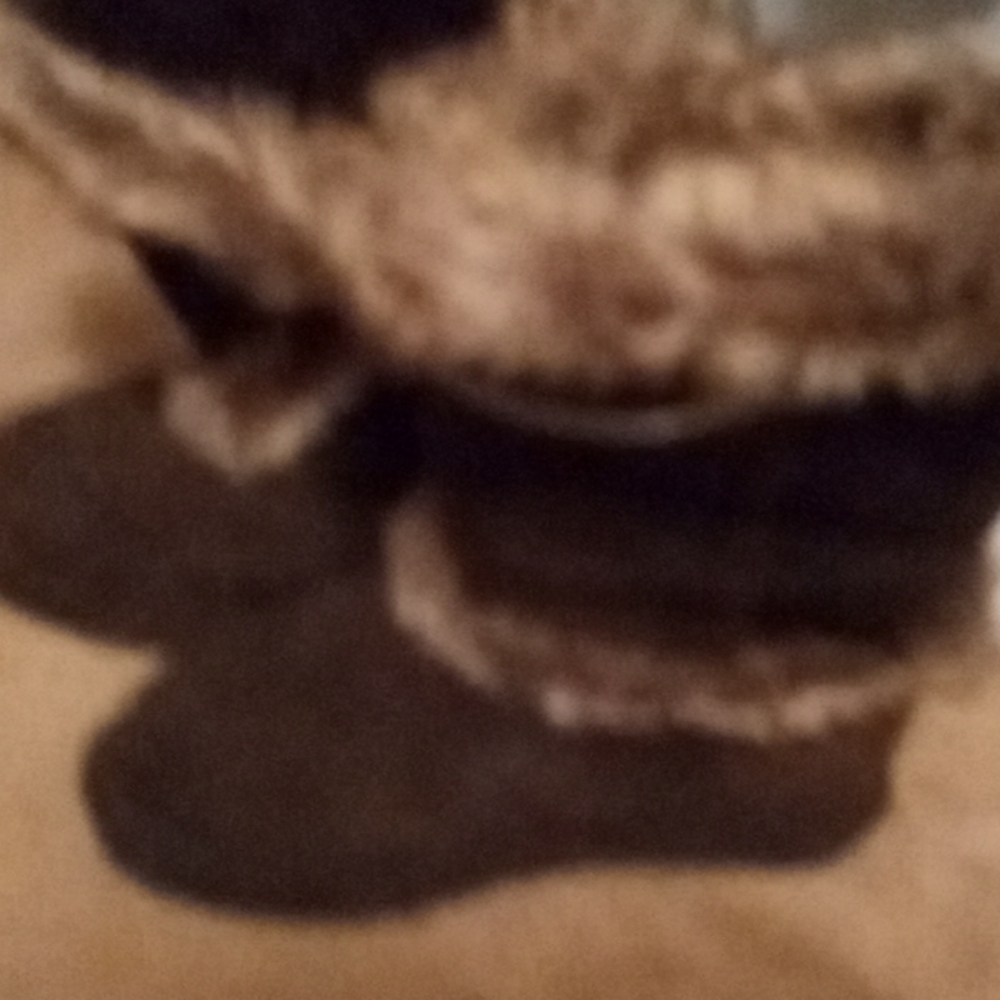 Bearpaw boots